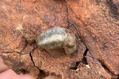 <i>Limax cinereoniger</i>