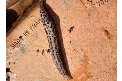 <i>Limax maximus</i>