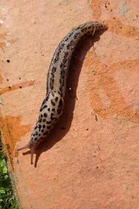 <i>Limax maximus</i>