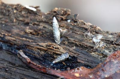 <i>Clausilia bidentata</i>