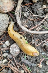 <i>Testacella haliotidea</i>