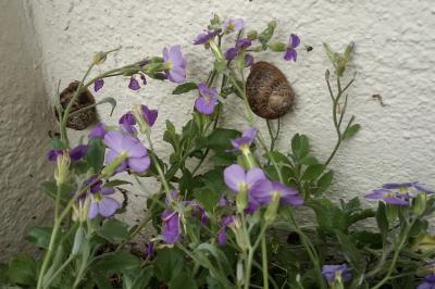 <i>Cornu aspersum</i>