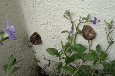 <i>Cornu aspersum</i>