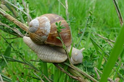 <i>Helix pomatia</i>