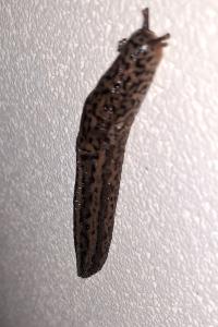 <i>Limax maximus</i>