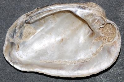 <i>Unio crassus</i>