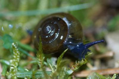 <i>Oxychilus draparnaudi</i>