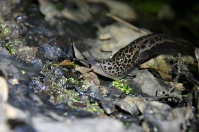 <i>Limax maximus</i>