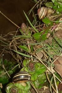 <i>Cepaea nemoralis</i>