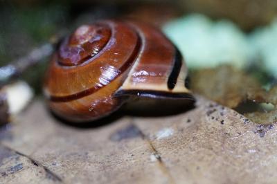 <i>Cepaea nemoralis</i>