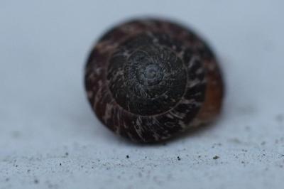 <i>Xeroplexa intersecta</i>