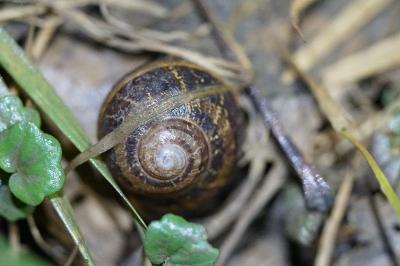 <i>Cornu aspersum</i>