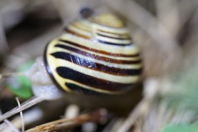 <i>Cepaea nemoralis</i>