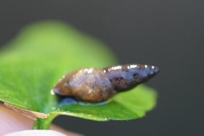 <i>Omphiscola glabra</i>
