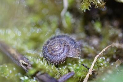 <i>Trochulus hispidus</i>