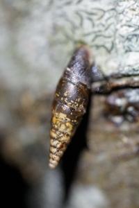 <i>Cochlodina laminata</i>