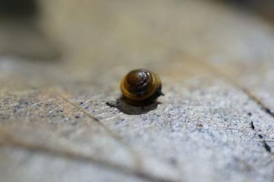 <i>Euconulus</i>