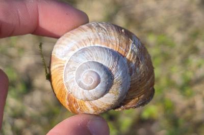 <i>Helix pomatia</i>