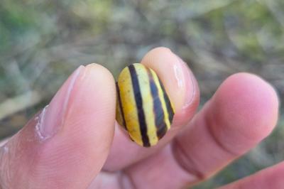 <i>Cepaea nemoralis</i>