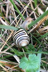 <i>Cepaea nemoralis</i>