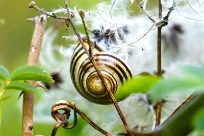 <i>Cepaea nemoralis</i>