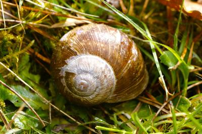 <i>Helix pomatia</i>