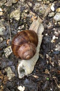 <i>Helix pomatia</i>