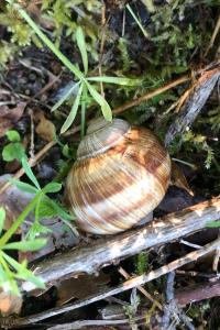 <i>Helix pomatia</i>