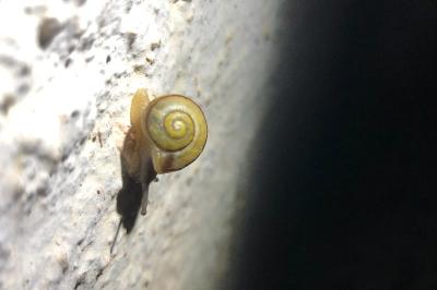 <i>Cepaea hortensis</i>