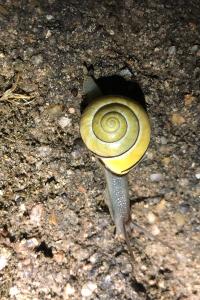 <i>Cepaea nemoralis</i>