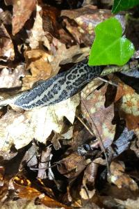<i>Limax maximus</i>
