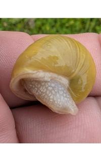 <i>Cepaea hortensis</i>