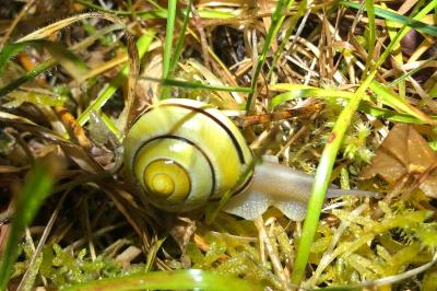 <i>Cepaea nemoralis</i>