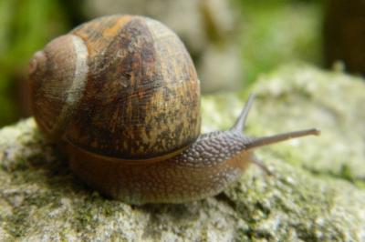 <i>Cornu aspersum</i>