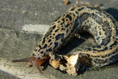Limax maximus