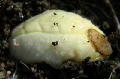 <i>Testacella haliotidea</i>