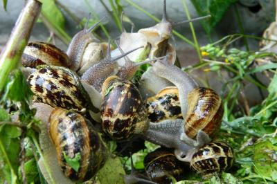 <i>Cornu aspersum</i>