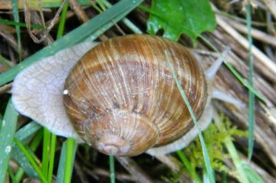 <i>Helix pomatia</i>