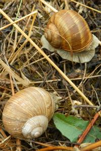 <i>Helix pomatia</i>