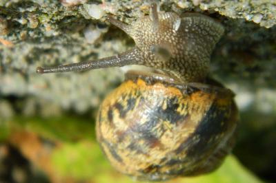 <i>Cornu aspersum</i>
