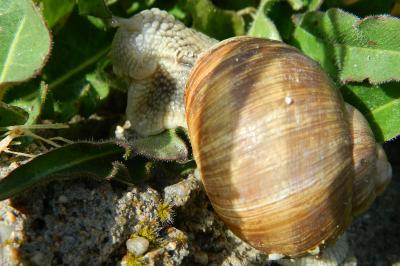<i>Helix pomatia</i>