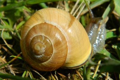 <i>Cepaea nemoralis</i>