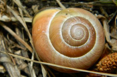 <i>Cepaea nemoralis</i>