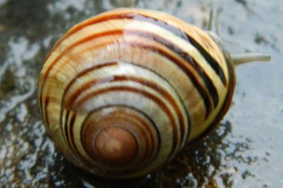 <i>Cepaea nemoralis</i>