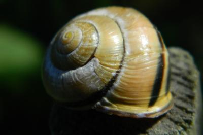 <i>Cepaea nemoralis</i>