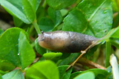<i>Deroceras invadens</i>