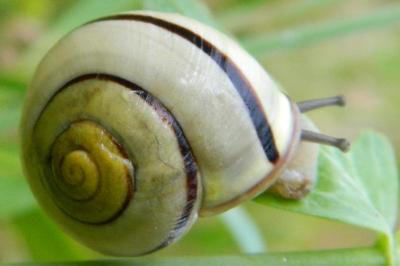 <i>Cepaea nemoralis</i>
