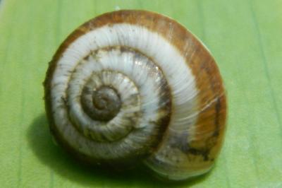 <i>Candidula unifasciata</i>