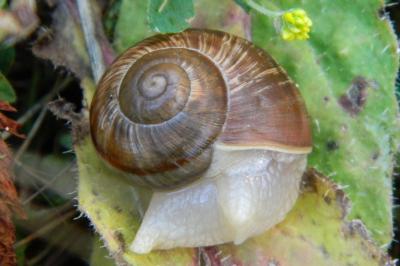 <i>Helix pomatia</i>
