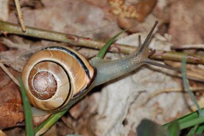 <i>Cepaea nemoralis</i>